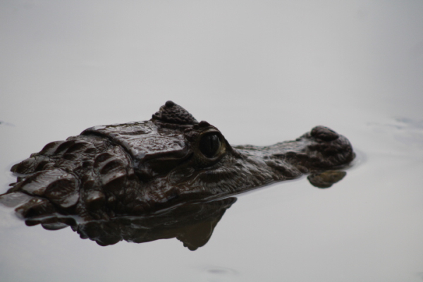 La FAI impulsa nuevos observatorios ambientales para el sur de Cali